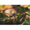 WINDALF Bohemian Toe Ring Layla 5 mm Life Spiral Summer