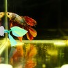 WOONEKY Betta Leaf Hammock Fish Rest Pad Double Bed for