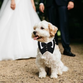ADOGGYGO Dog Tuxedo, Wedding Birthday Dog Bowtie Collar, Pet Tux Bandana Collar for Small Pets (Black, Small)