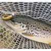 K.P Baits Skeleton Shad Rubber Fish, 3 Inches / 7.5