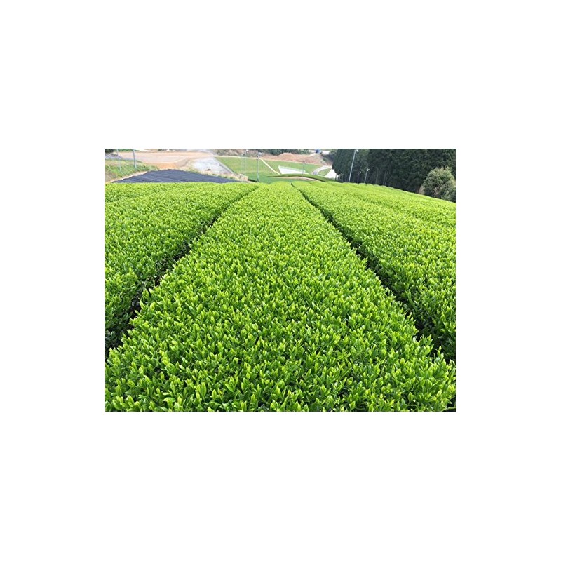 [2024 New Tea] Ureshino Tea Special Selection Set of 2