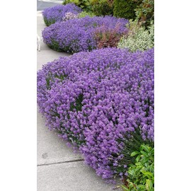 L+ Lavender French Provence Very Fragrant ( Blue Flowers, 4" Size Pot, 1 Live Plant)