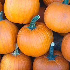 Pumpkin Garden Seeds - Sugar Pie Variety - 5 Lbs Bulk - Non-GMO, Heirloom Pumpkins - Great for Pies and Canning - Vegetable Gardening Seed