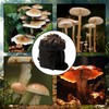 Mushroom Hunting Bag, Mushroom Bag with Gloves, Mushroom Collection Bag,