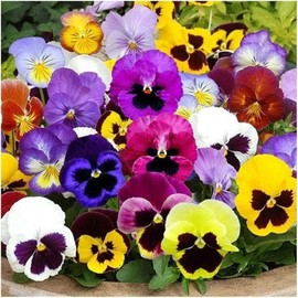 125 Pansy ‘Swiss Giants Mix’ Flower Seeds Viola wittrockiana, Colorful Flower, Non-GMO Heirloom Seeds - Hardy Annual