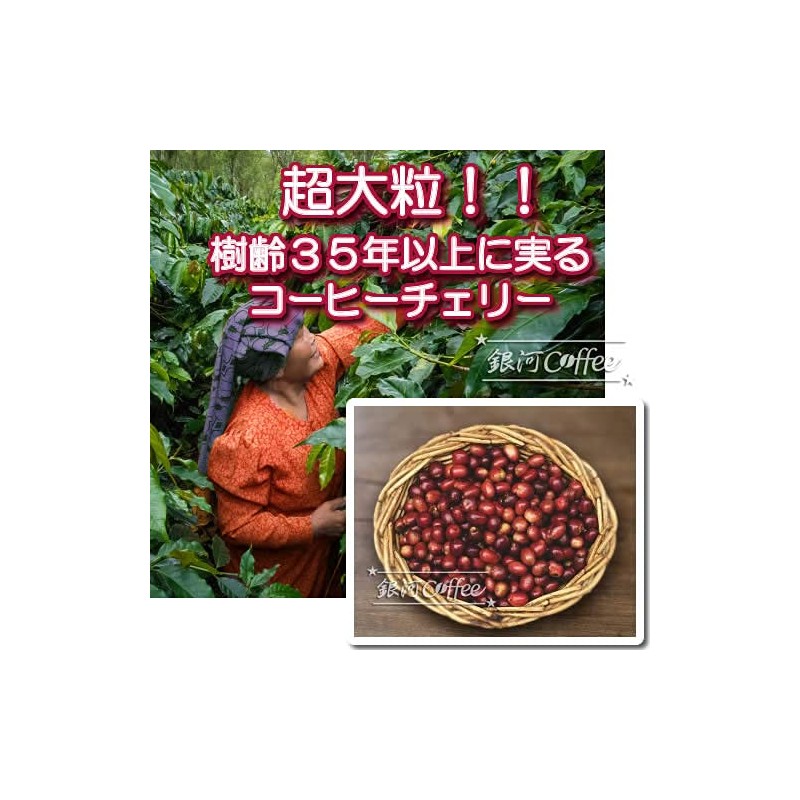 Coffee Raw Beans Mandelin Indonesia Galaxy Coffee (600g)