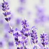 Lavender Alpine 50ml Incent Essential Oil Essential Oil