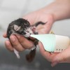 2 Pcs Kitten Bottle, Puppy Bottles for Nursing, Leak-Proof Squeezable