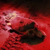 HQRP Professional LED Flashlight with Red Lighting 650 nm for