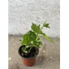 BitterMelon Starter Plant 6” With Pot Ready To Plant