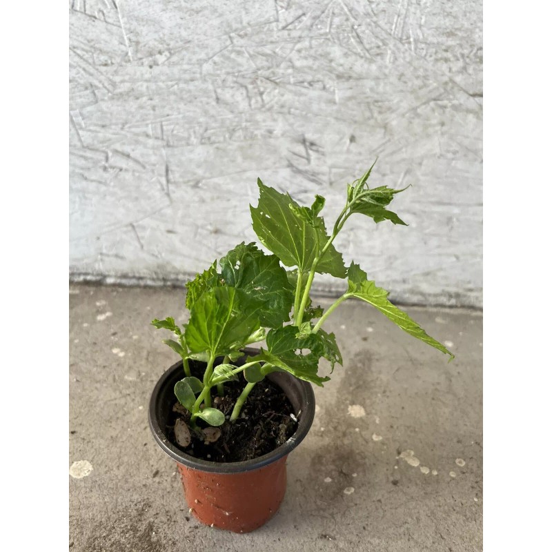 BitterMelon Starter Plant 6” With Pot Ready To Plant