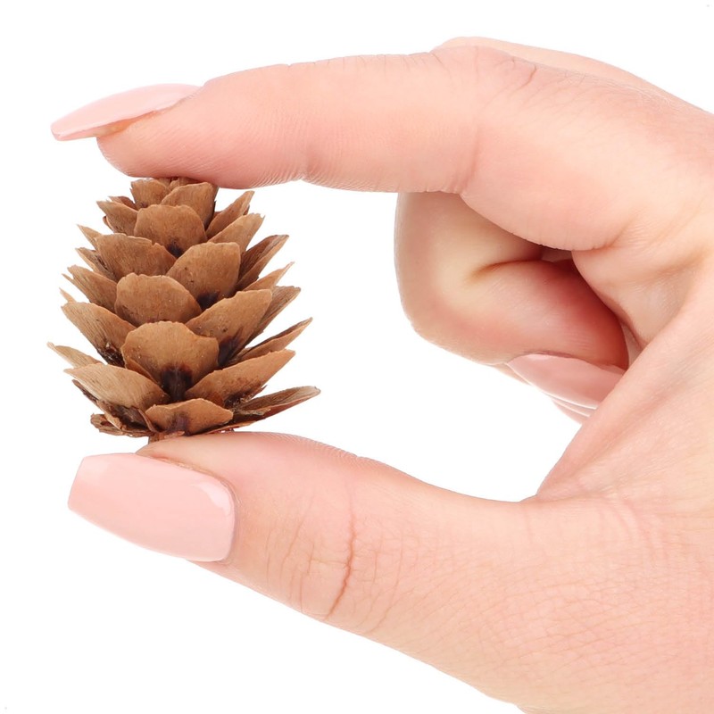 com-four® 200 x Decorative Cones Larch - Cones Decoration for
