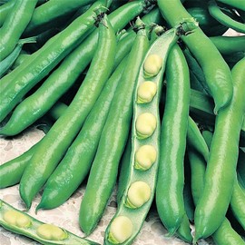Bolly Bulbs® - Bunyard's Exhibition - Autumn or Spring Planting Broad Beans - (35 Seeds)