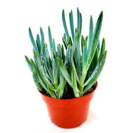 Fat Plants San Diego Succulent Plant(s) Fully Rooted in 4 inch Planter Pots with Soil - Real Live Potted Succulents/Unique Indoor Cactus Decor (1, Senecio mandraliscae aka Blue Chalk Stick)