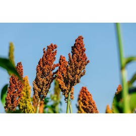 Sweet Sugar Cane Sorghum Seeds for Planting - Heirloom & Open-Pollinated Variety, Non-GMO Vegetable Seeds for Planting in The Home Garden (500 Seeds)