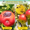 Qualirey Fruit Fly Sticky Trap Balls - 10 Pack Gnat