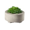 ASA Succulent II 66241444 Green Diameter 8.5 cm in Grey