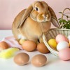 Healifty 20 Pcs Plastic Easter Eggs 2.2 Inch Paintable Eggs