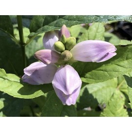 Chelone Turtlehead Glabra Perennial Seeds