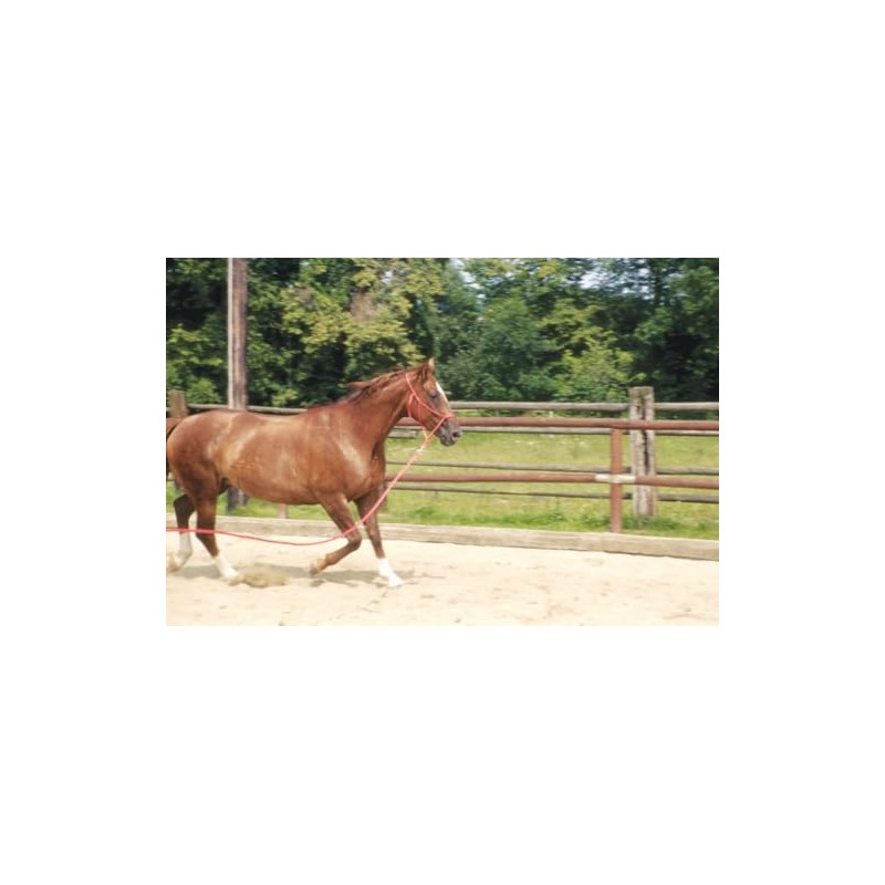 AMKA Cavaletti Block Bar Block Obstacle Block Bar Holder Set