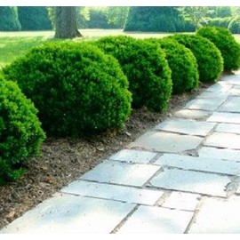 Justin Brouwers Boxwood Shrub - Live Plant Shipped in Gallon Container by DAS Farms (No California)