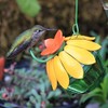 Wild Wings WWSFHF5 So Real Single Flower Hummingbird Feeder, Red/Yellow