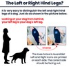 LufeLux Dog Knee Brace with Harness and Connection Belt, Lightweight