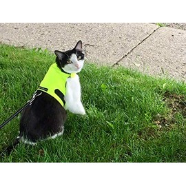 Mynwood Cat Jacket/Harness High Visability Fabrics for Kittens or Adult Cats (High Viz Yellow, Adult Cat)
