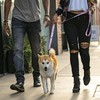 WOLFGANG/WOLFGANG WildWolf LEASH (S Size) Width 0.6 x Length 48.0