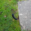 1STec 5m 20mm External 14mm Internal Underground Cable Conduit Ducting
