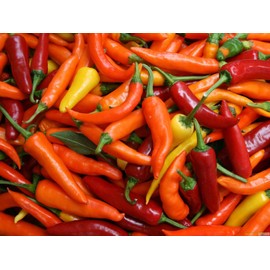 RAISE ME UP: Seeds Ornamental Chili Pepper Mix Hot Non GMO Heirloom