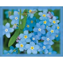 Chinese Forget-Me-Not Flower Seeds, Cynoglossum Amabile, 1 Oz Pack (6,000 Seeds)