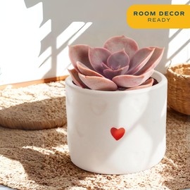 Costa Farms Mini Succulent Live Plants in Decorative Pots, Easy to Maintain Indoor Succulents, Houseplants for Home or Office Decor, House Warming or Party Favors, 2-3.5 Inches Tall, Pack of 24