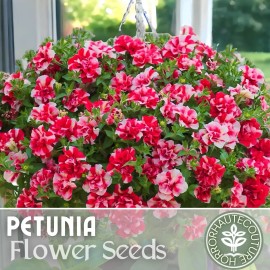 Fresh 1000+ Red Stripe Bouquet Petunia Seeds US SELLER Perennial Flowers Seed Annual - 1000 Red Stripe Bouquet Seeds