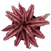 Fire Mystic Earth Star Plant - Cryptanthus - Easy -