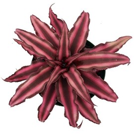Fire Mystic Earth Star Plant - Cryptanthus - Easy - 4" Pot