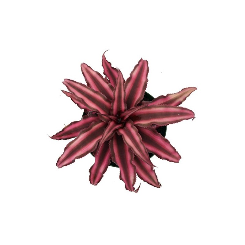Fire Mystic Earth Star Plant - Cryptanthus - Easy -