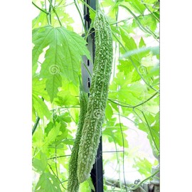 Bitter Gourd Seeds,Japanese Long (Asian vegetable) Harvested young at 10-13" !(25 Seeds)