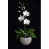 Handmade Orchid Pot (Phalaenopsis) | White Orchids with Yellow Pistils