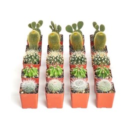 Shop Succulents Premium Live Mini Cactus Plants in Bulk 2" Pots, Easy Care Indoor or Outdoor Gardening, Terrariums, Favors, & Contemporary Spaces with Hardy, Resilient Varieties, Pack of 32
