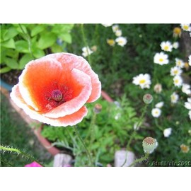 Orange Poppy 5x7 Framed Art
