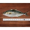 DS. DISTINCTIVE STYLE Fish Ruler Sticker 40-Inch Waterproof Adhesive Ruler