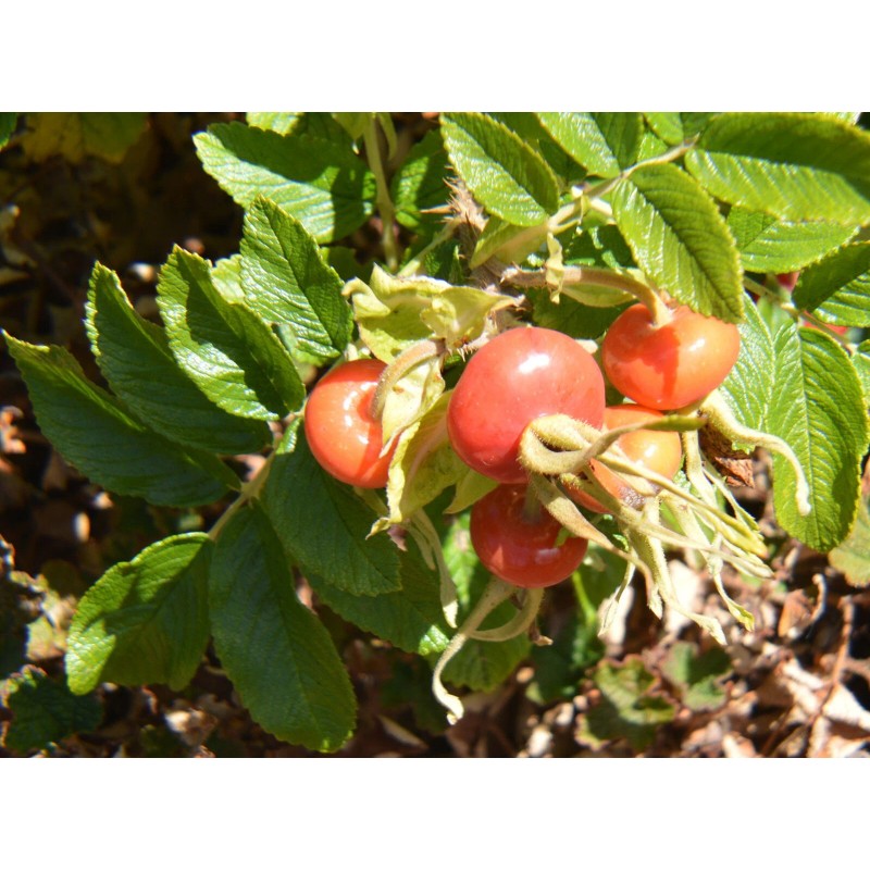Buy Rare Seeds Rosa rugosa Alba | White Japanese Rose
