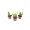 Fishbone Cactus (Three Plant Combo) - 3'' California Tropicals