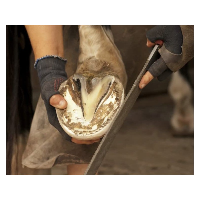 Heller Black Master Hoof Rasp, Case Hardened Steel, 42.5 x