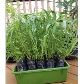 Florida morning glory Water spinach seeds, morning glory seeds, Ong choy, 100+ From Florida Garden