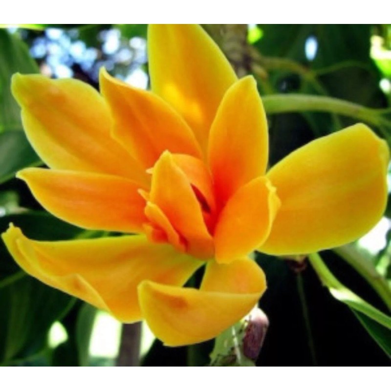 AWAD Magnolia Champaca (Red) Absolute Pure Essential Oil 30 ML+Free