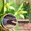 Villa Vainilla Mexican Vanilla Beans - All Natural, Whole Grade