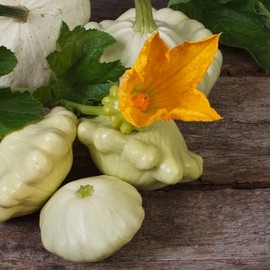 Eden Brothers Squash (Summer) Seeds - Scallop Scallop Early White Bush Non-GMO Seeds for Planting, 1 oz | Low-Maintenance Vegetable Seeds, Plant During Warm Season, Zones 10, 3, 4, 5, 6, 7, 8, 9