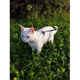 Mynwood Cat Jacket/Harness Cream Fleece Kitten up to 8month